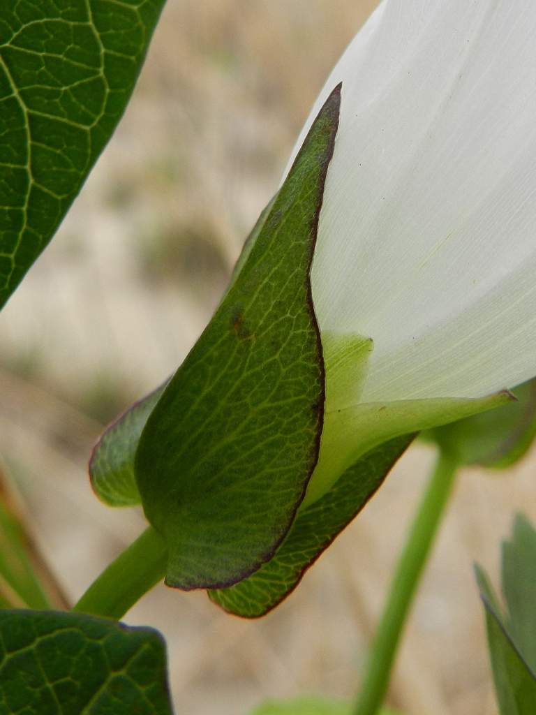 Convolvulus sepium / Vilucchione